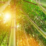 fastest growing plant on earth