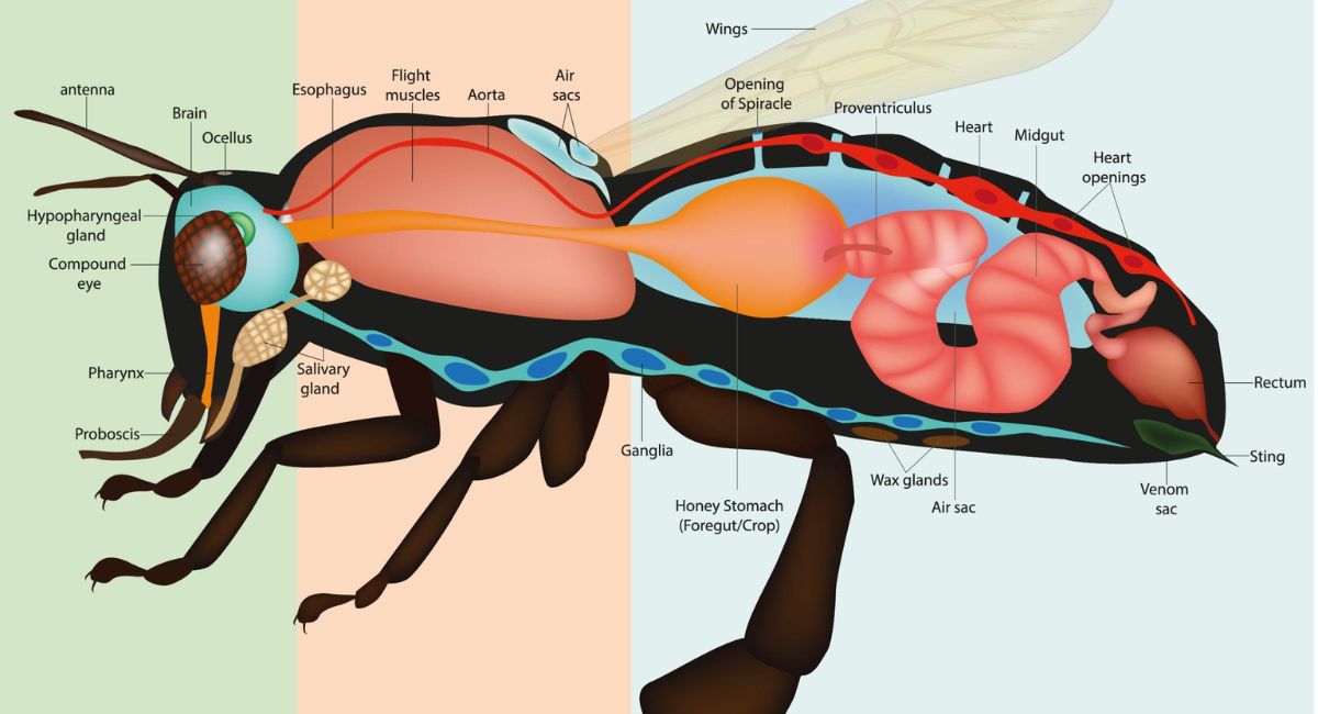 hornet images