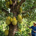 jackfruit plant