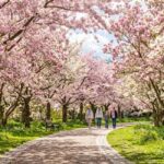 names of flowering trees