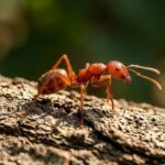 how to get rid of red ants in the house